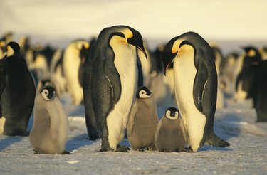 A flock of emperor penguins and their chicks.