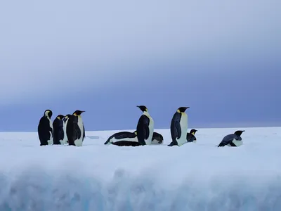 _