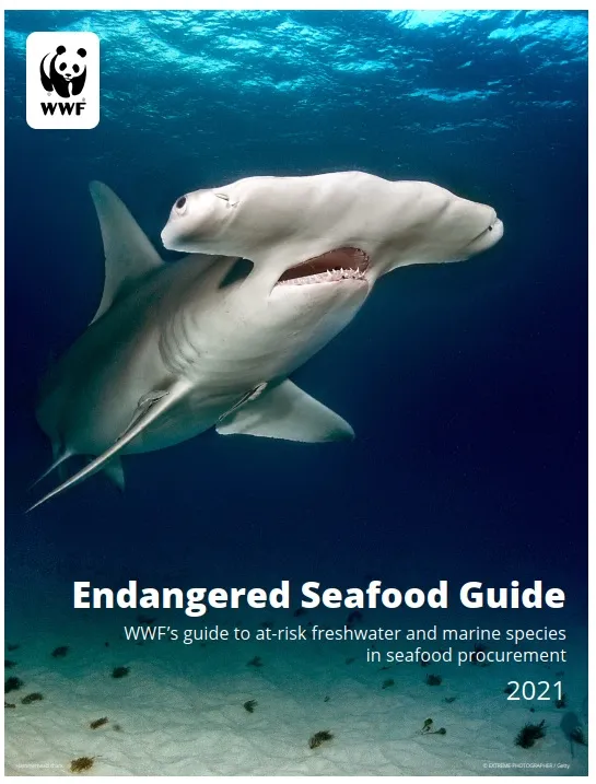A report cover showing a hammerhead shark swimming near the seafloor toward the camera