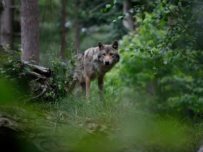 A lone adult wolf surrounded by trees in a wooded area