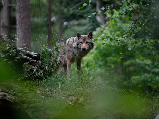 Wolf standing amid forest greenery