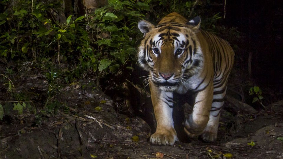 A large striped tiger walks toward the camera in a dark jungle photo