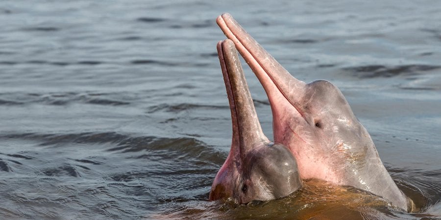 Two Amazon river dolphins lift their heads out of the water close to one another