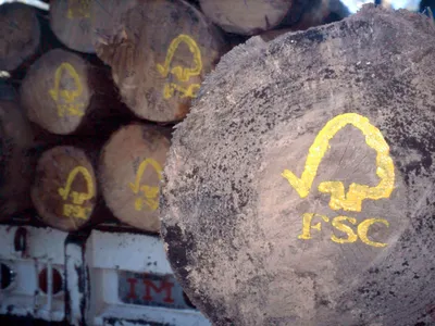 FSC logo painted on sustainable harvested logs. Uzachi forest, Oaxaca, Mexico