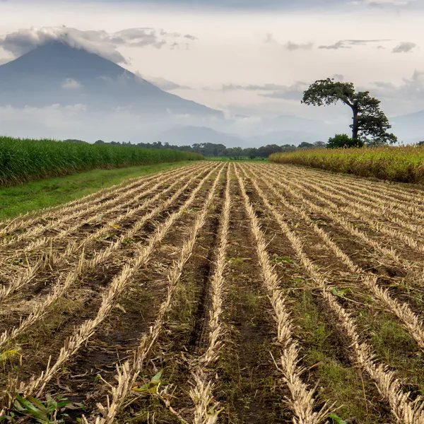 Farmland with mountains in the background