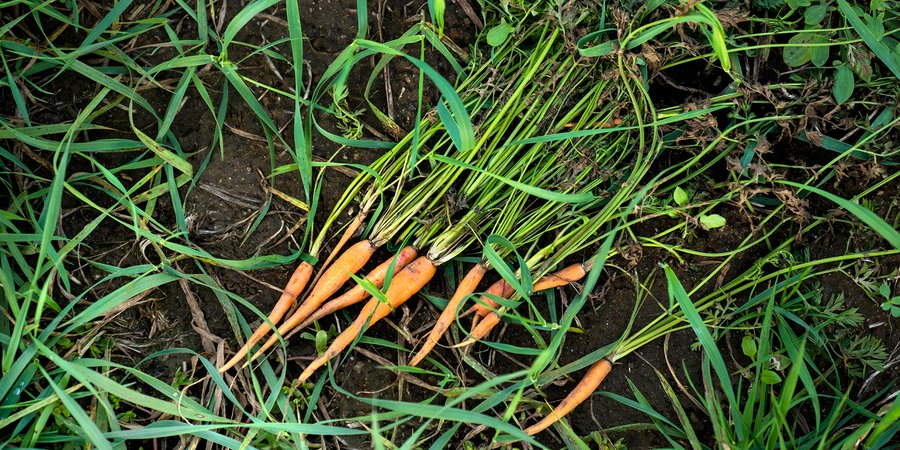 Carrots removed from soil and spread out