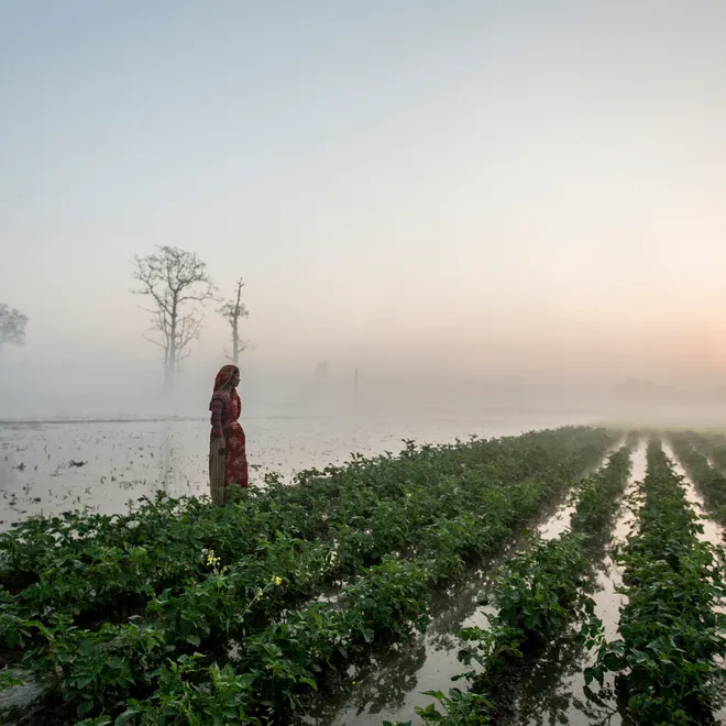 A woman tends to her farm in the early morning mist of Bardia, Nepal.