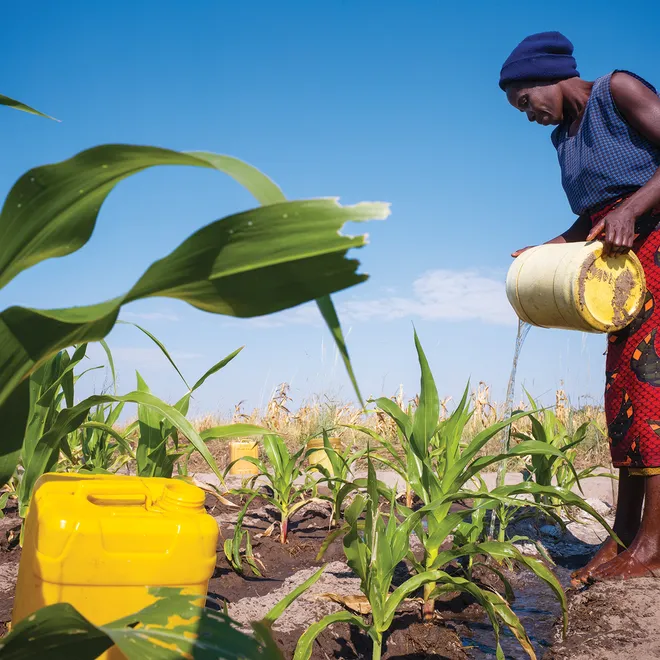 Zambian farmer pouring water over crops