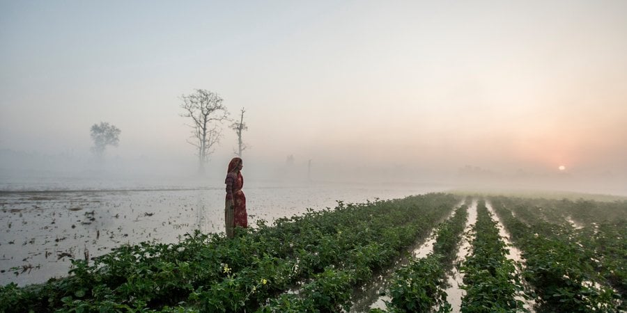 A woman tends to her farm in the early morning mist of Bardia, Nepal.