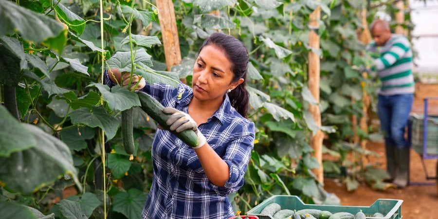 A woman with brown hair in a plaid shirt picks a cucumber growing in a greenhouse