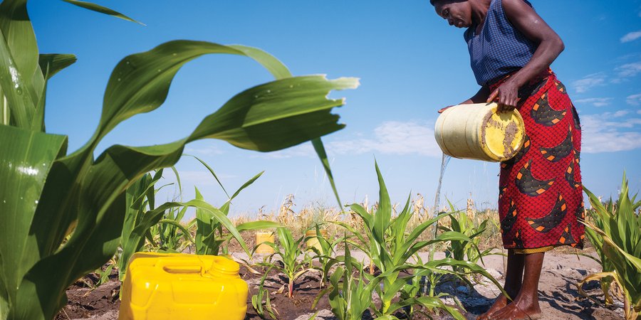 Zambian farmer pouring water over crops