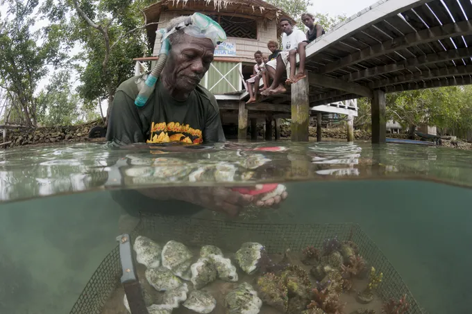 Erik Koti cleans his farmed giant clams