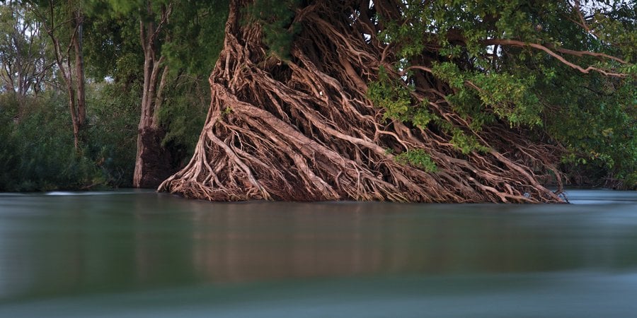 A mangrove tree with green lives and many tangled roots dipping into water