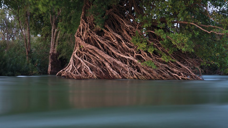 A mangrove tree with green lives and many tangled roots dipping into water