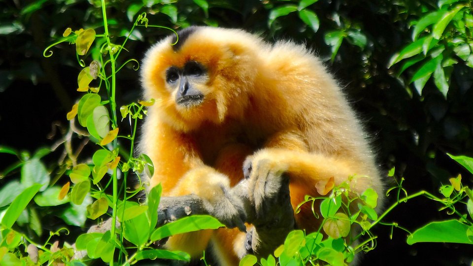 Fluffy orange monkey sitting in leafy trees