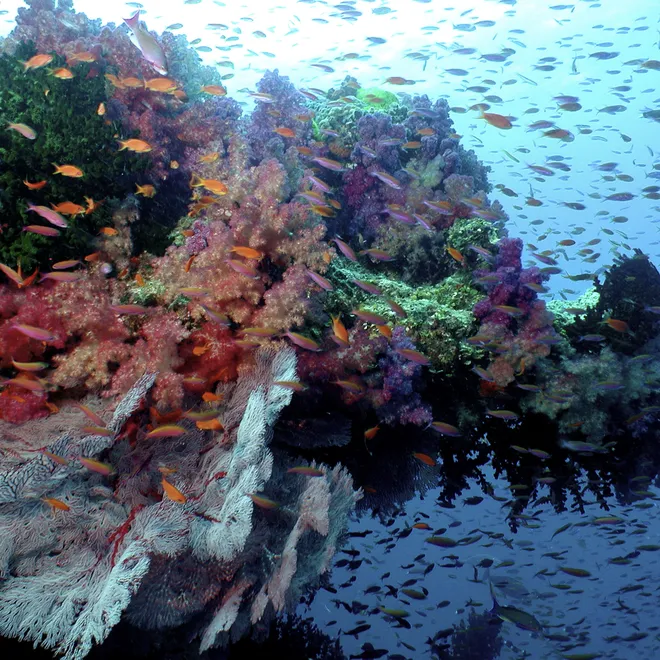 A colorful coral reef with small orange fish swimming by