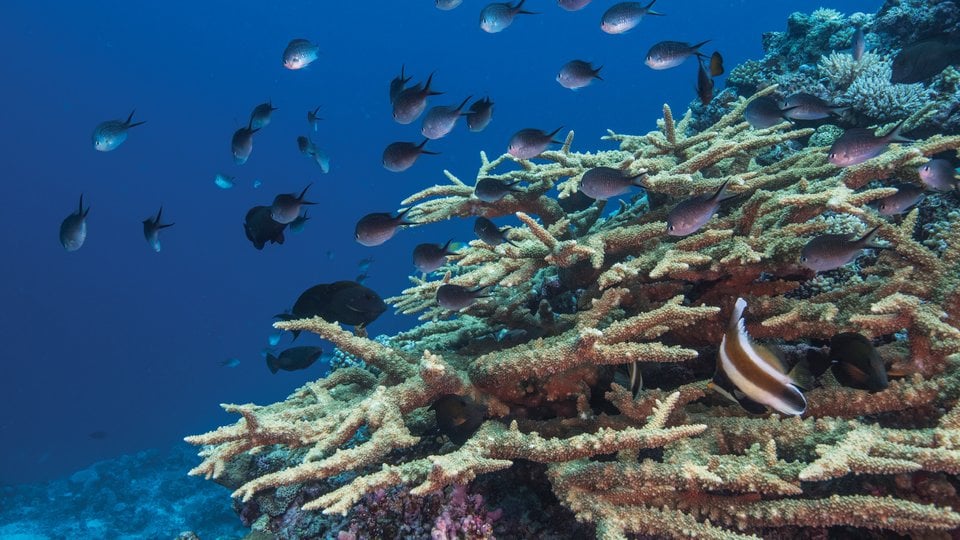 Underwater looking at the Fiji Great Reef with coral and fish.