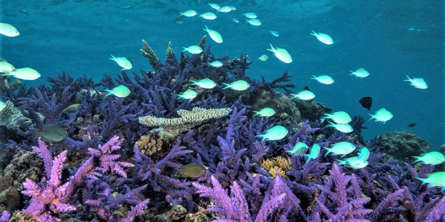 A healthy patch of coral reef with purple and blue corals and a school of small bright blue fish