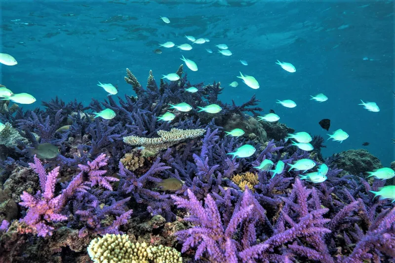 A healthy patch of coral reef with purple and blue corals and a school of small bright blue fish