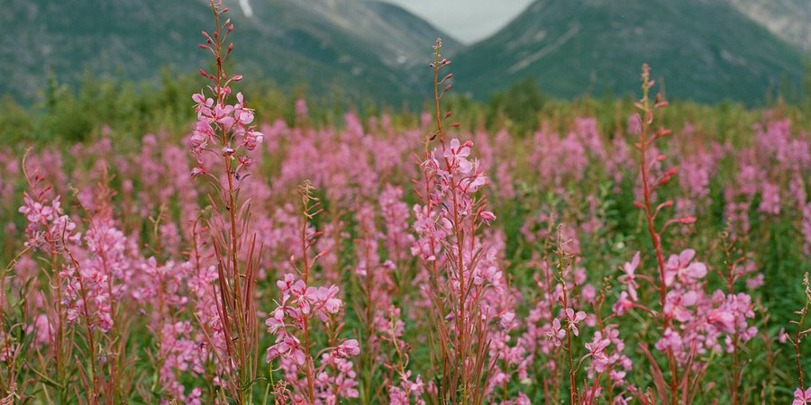 Fireweed grows tall in the foreground with mountains in the background