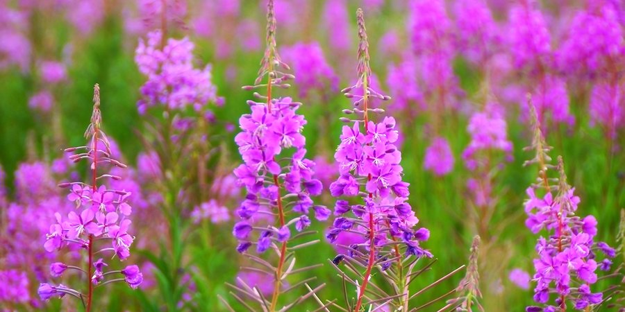 Field of fireweed in Alaska