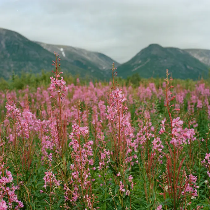 Fireweed grows tall in the foreground with mountains in the background