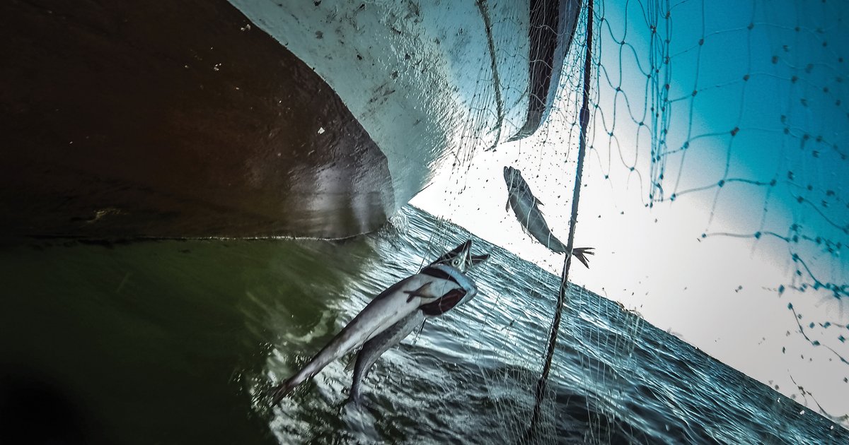 Fish Are at the Center of Conflict—Here’s How to Fix It | WWF