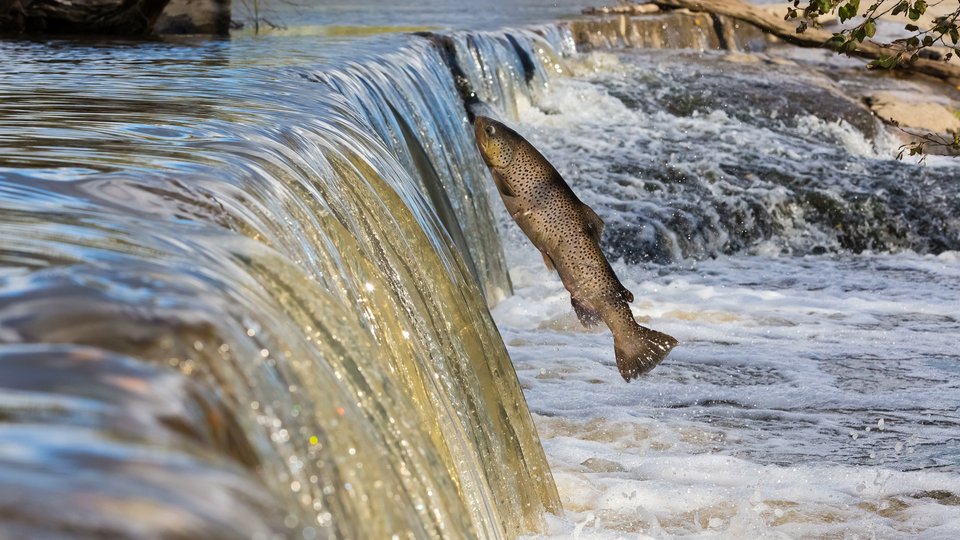 A large spotted fish leaps up a small waterfall to go upstream.