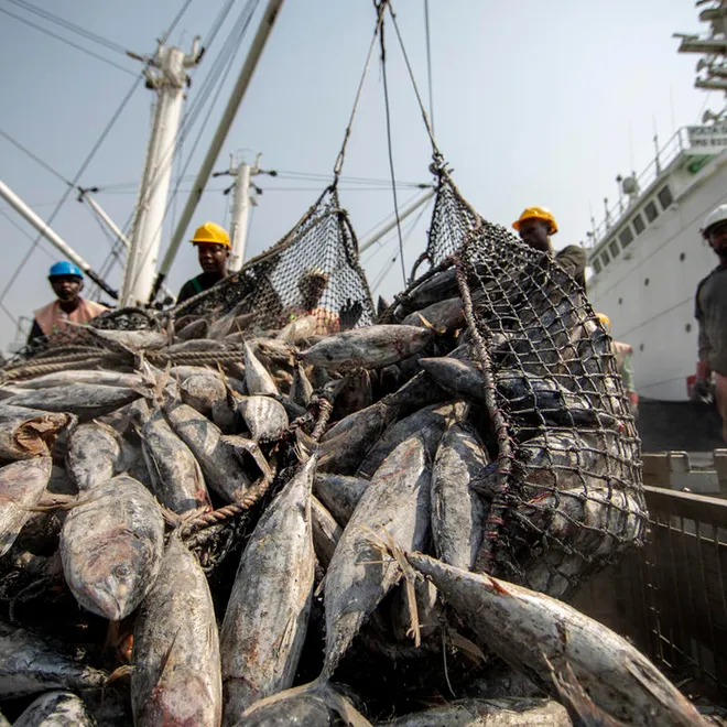 Workers unloading tuna fish catch, largely skipjack, Tema port, Ghana