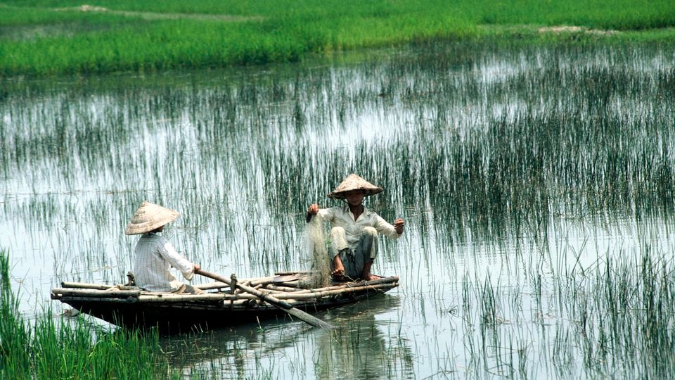 Fishing in Rice Paddy in Vietnam
