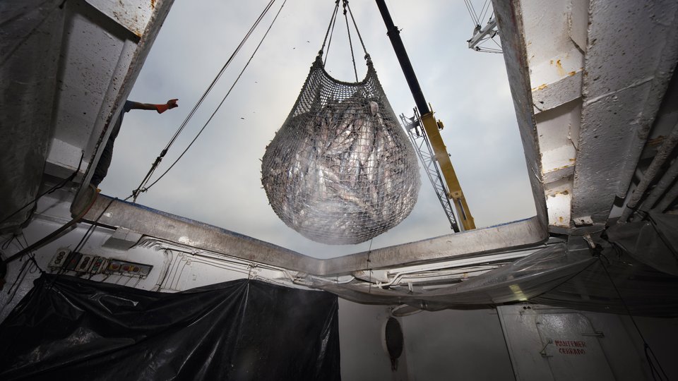 A large net full of fish is lowered into the bowels of a fishing vessel.