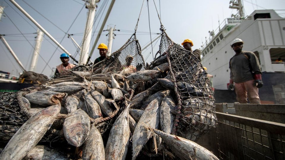 Workers unloading tuna fish catch, largely skipjack, Tema port, Ghana