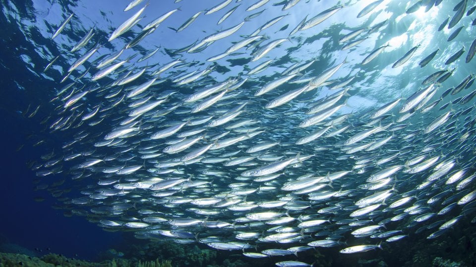 School of silver fish swimming