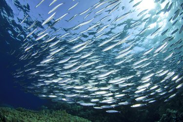 School of silver fish swimming