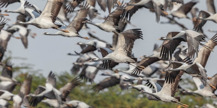 Flock of demoiselles cranes take flight over wetlands