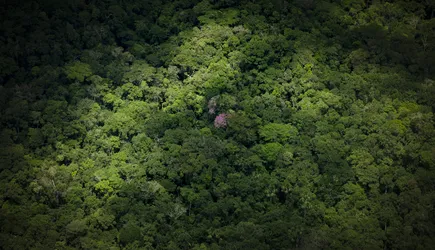 View of the tops of trees in a forest in the Amazon with sunlight dappling on a portion of the treetops.