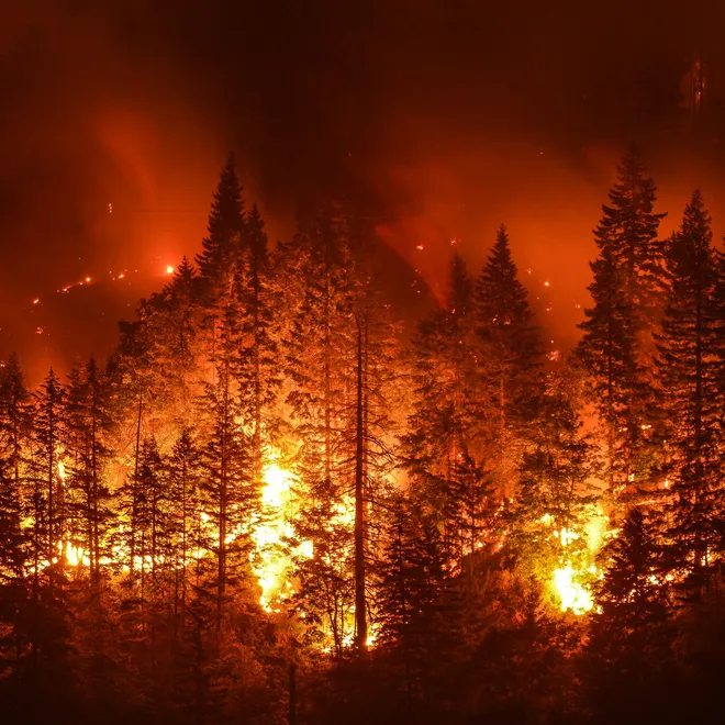 Forest fire at night