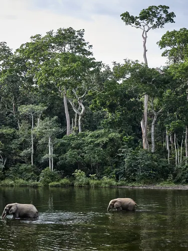 Two elephants cross a river inside the heavily forested Congo Basin