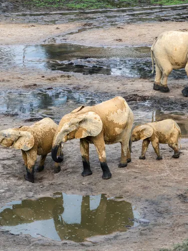 A group of forest elephants walk through the mud