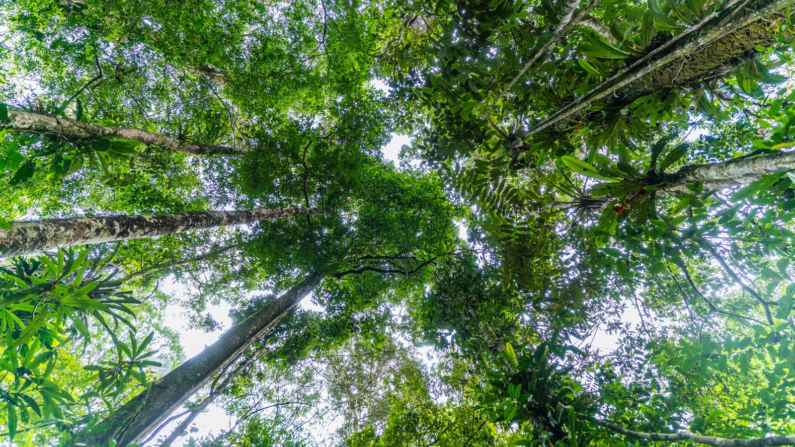 View of How Nature Supports Mental Health and Well-Being | World Wildlife Fund