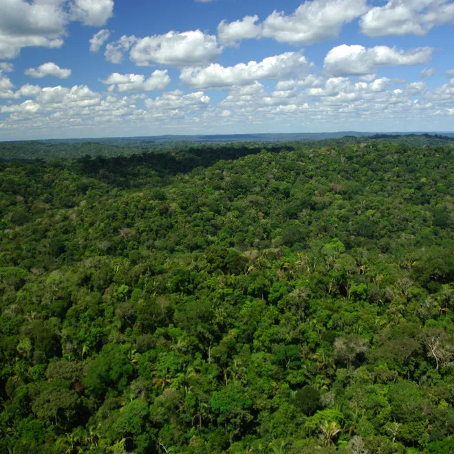 A landscape photo showing forest cover in Brazil with a cloudy sky in the background.