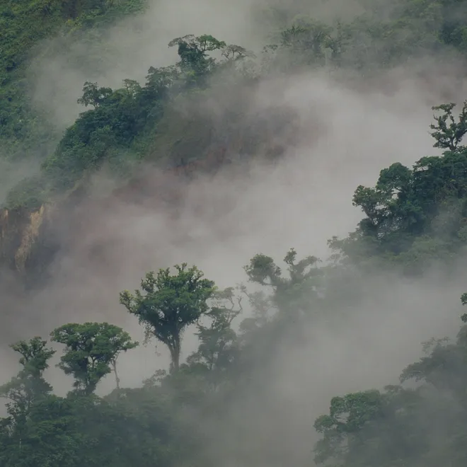 Tree tops of a forest with fog and mist.