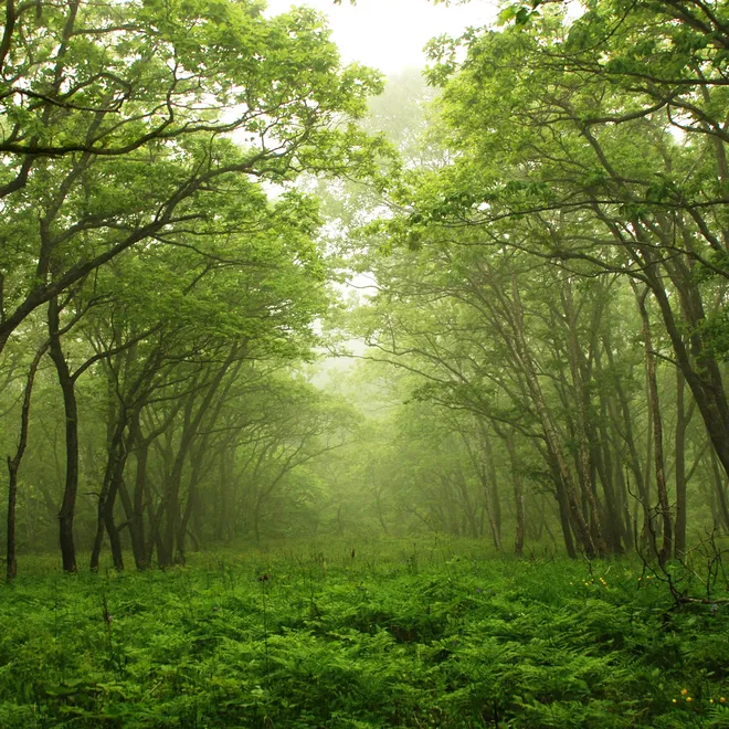 Landscape of an open area in a green forest with trees creating a center lane