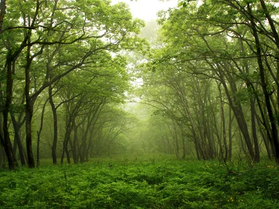 Landscape of an open area in a green forest with trees creating a center lane