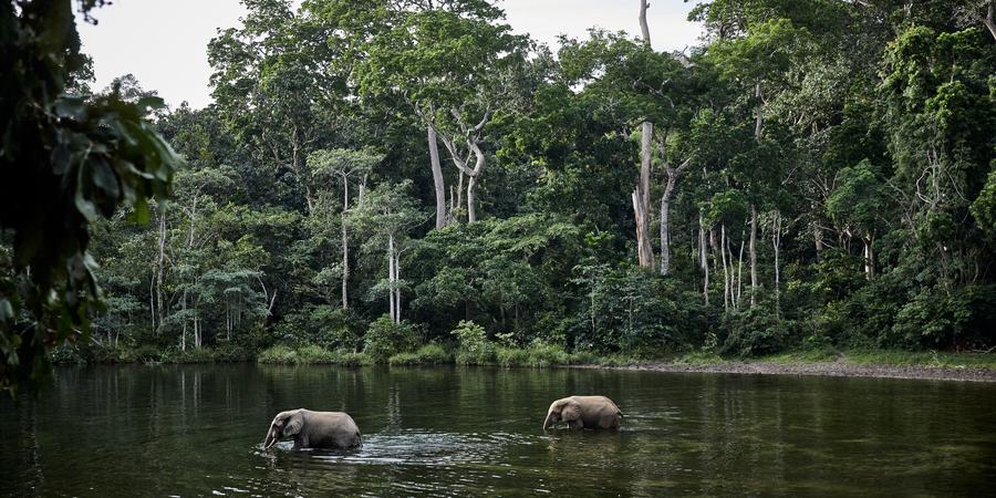 Two elephants cross a river inside the heavily forested Congo Basin