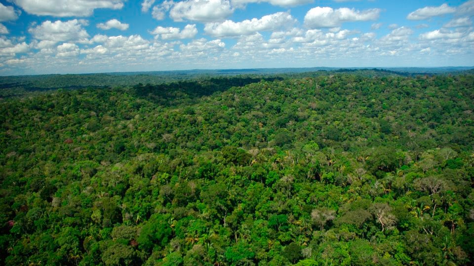 A landscape photo showing forest cover in Brazil with a cloudy sky in the background.