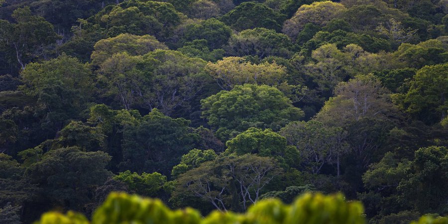 Forest, East province, Cameroon