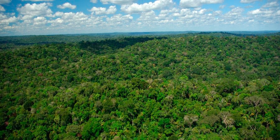 A landscape photo showing forest cover in Brazil with a cloudy sky in the background.