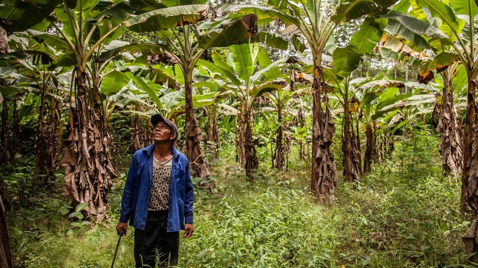 Forest Entrepreneurs Indigenous Peoples Project