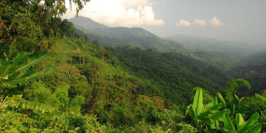 A green jungle in Thailand with dark skies overhead.